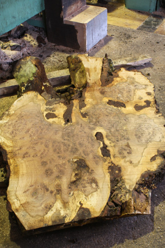 burr oak